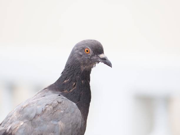 istock Gray-brown bird on a white-gray background. 1407785412