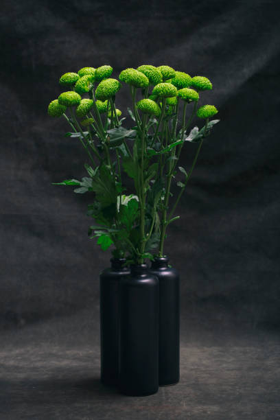 istock Three branches of green chrysanthemums in black bottles 1407786096