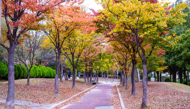 istock Autumn road colored with autumn leaves. 1407786123