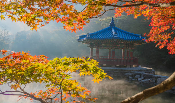 The morning of the lake with red colored leaves. The autumn leaves of Naejangsan Lake, where water mist rises. korea autumn stock pictures, royalty-free photos & images