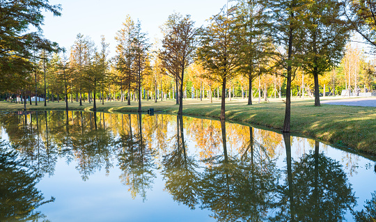 Metasequoia trees with yellow leaves reflected in a calm lake.