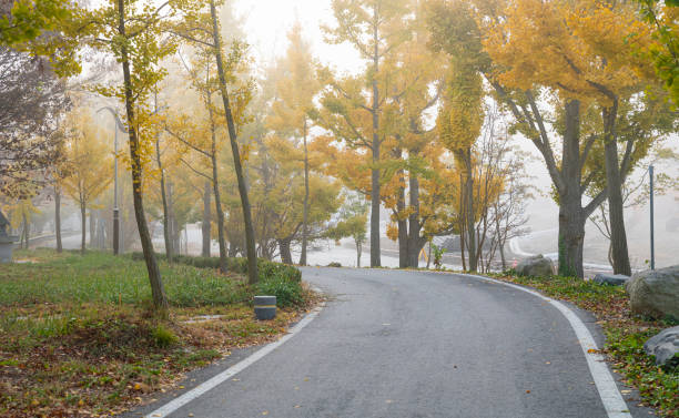 istock Ginkgo trees lined with yellow leaves. 1407786211