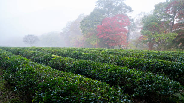 Green tea field in the misty forest. stock photo