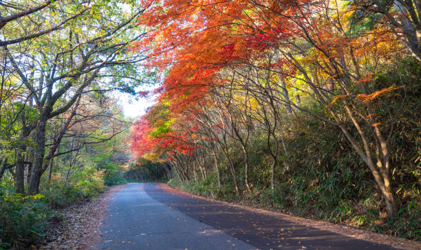 istock Autumn road colored with autumn leaves. 1407786249