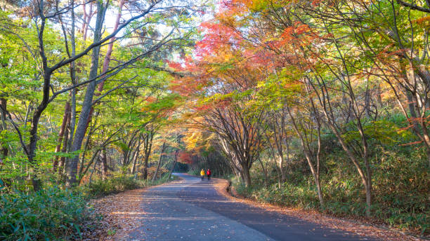 istock Autumn road colored with autumn leaves. 1407786252