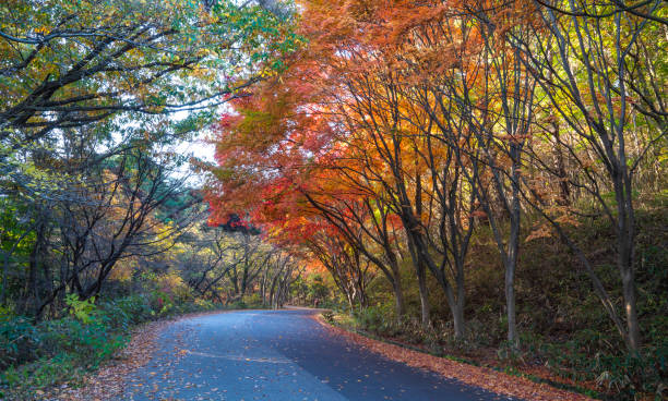 istock Autumn road colored with autumn leaves. 1407786254