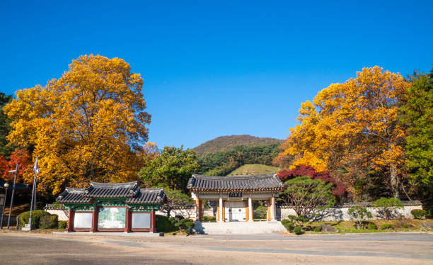 istock A house with a ginkgo tree with yellow leaves. 1407786266
