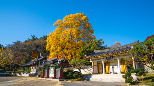 istock A house with a ginkgo tree with yellow leaves. 1407786270
