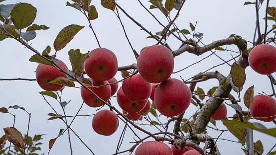 Red ripe apple fruits in an apple orchard.