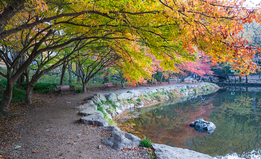 Beautiful autumn leaves at Baekyangsa Temple in Jangseong.