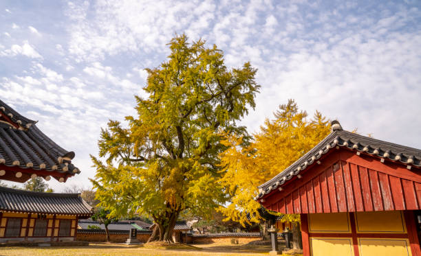 istock A house with a ginkgo tree with yellow leaves. 1407786420