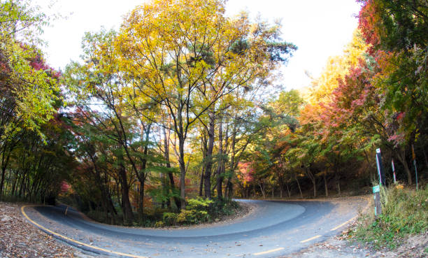 istock Autumn road colored with autumn leaves. 1407786427