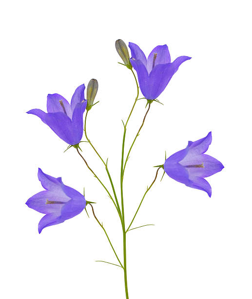 istock light lilac isolated four bellflowers 140778676