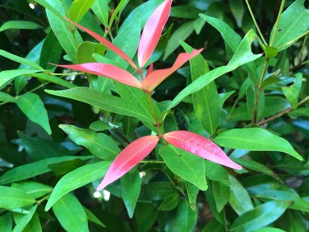 istock beautiful Syzygium paniculatum flower 1407789197