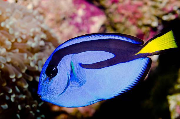 istock Paracanthurus hepatus-Blue Tang Fish 140779002