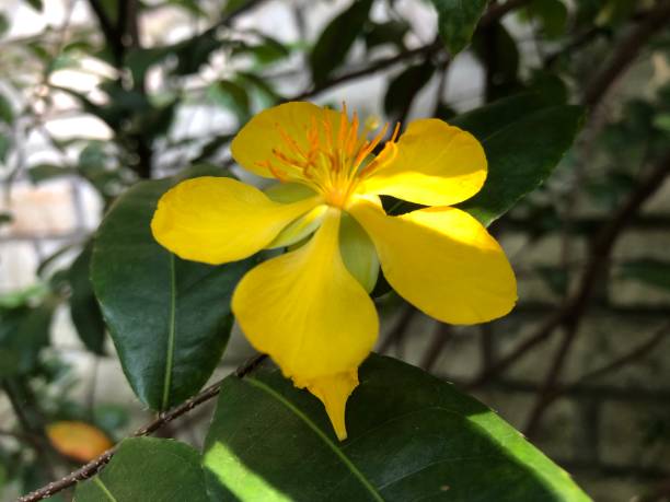 istock beautiful yellow flower photo 1407790811