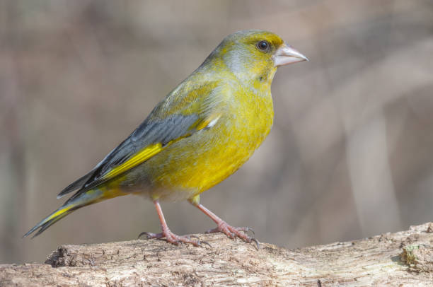 istock Greenfinch (Carduelis chloris ) on a tree branch in winter. 1407791094