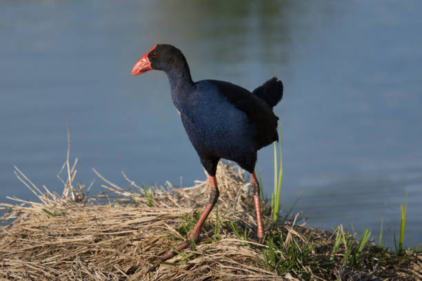 istock Purple Swamphen 003 1407791336