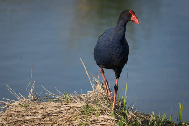 istock Purple Swamphen 1407791340