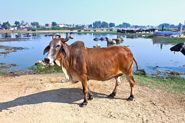 istock cow standing near a lake in India 140779178