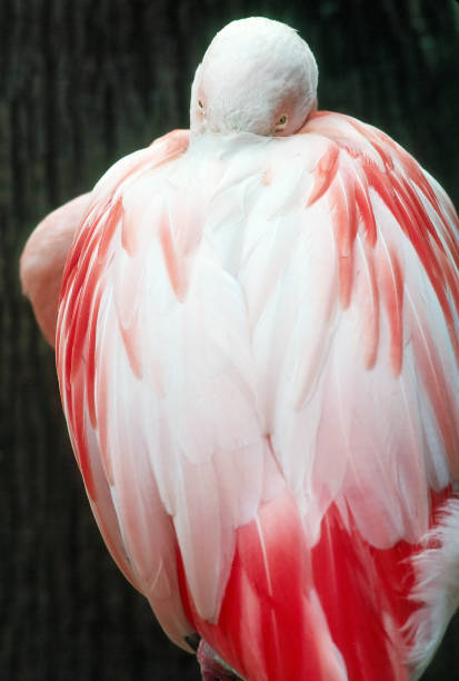 flamingo - american flamingo imagens e fotografias de stock
