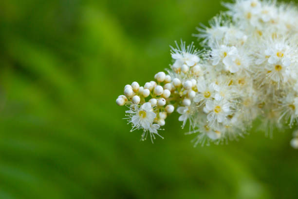 istock Blossom false spirea plant in summer day macro photography. 1407793231