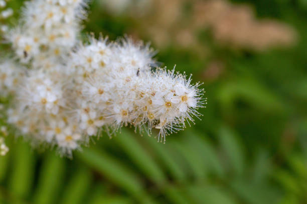 istock Blossom false spirea plant in summer day macro photography. 1407793237