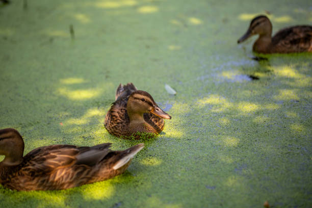 istock Mallard duck swimming in a blooming pond in summertime. 1407793268