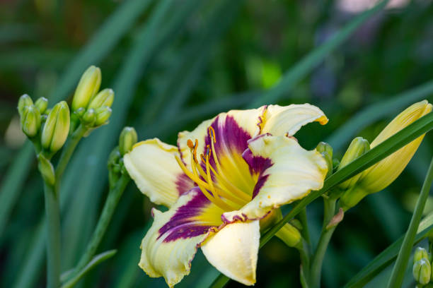 istock Bicolor lilies on a summer sunny day macro photography. 1407793818