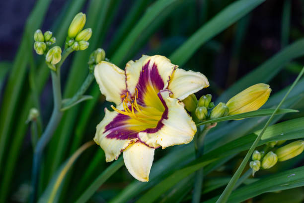 istock Bicolor lilies on a summer sunny day macro photography. 1407793832