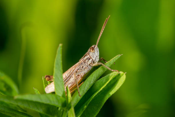 istock Grasshopper sitting on a green leaf macro photography in summertime. 1407793833