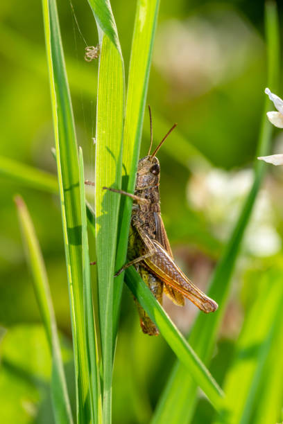 istock Grasshopper sitting on a green leaf macro photography in summertime. 1407793840