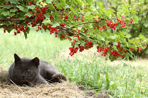 gray cat in the shade under a bush with red currant berries