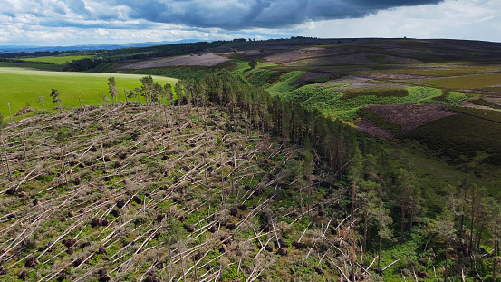 By storm and the sawyer beetle damaged trees on the ridge of the Bohemia Forest on the border of Germany, Austria and the Czech Republic with blue sky