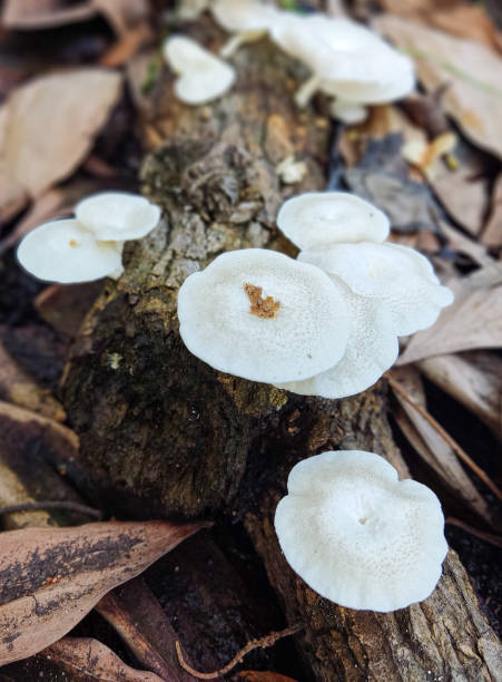 istock White oyster mushrooms in forest 1407796010