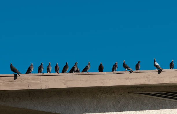 istock A flock of birds 1407796999