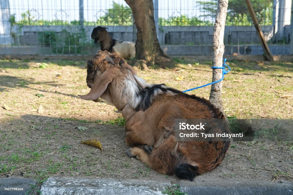 Goat (goat qurban) for Eid al-Adha - Royalty-free Arap Kültürü Stok görsel Goat (goat qurban) for Eid al-Adha - Royalty-free Arap Kültürü Stok görsel