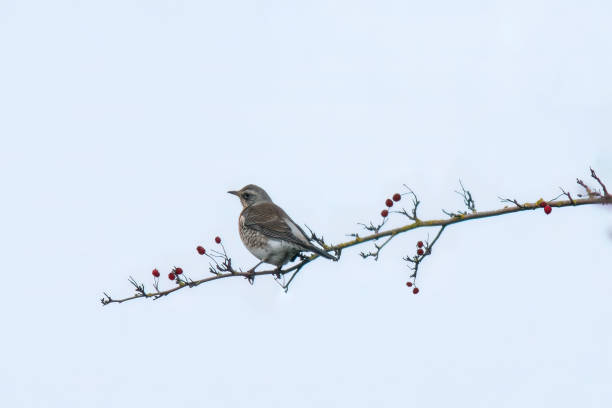 istock fieldfare sitting on a branch 1407800020