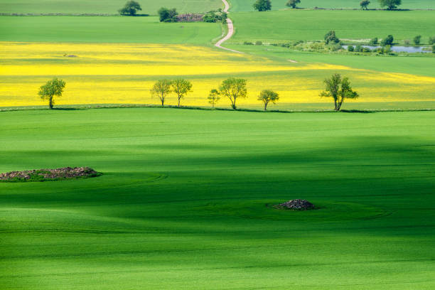 Aerial view at a arable land with a tree line