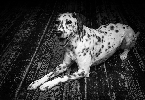 Portrait of a Dalmatian dog, on a wooden floor and a black background. Shot in a studio with pulsed light.
