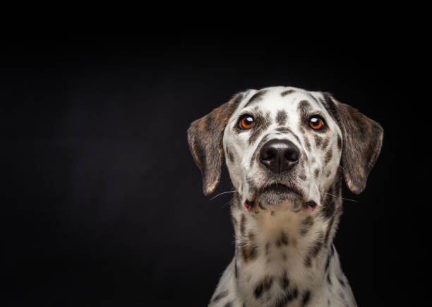 Portrait of a Dalmatian dog, on an isolated black background. stock photo