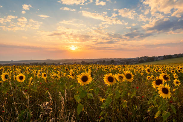 istock Woodingdean Sunflowers Brighton 1407804979