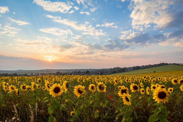 woodingdean sunflowers brighton - non urban scene england rural scene hill range imagens e fotografias de stock