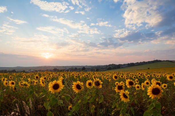istock Woodingdean Sunflowers Brighton 1407805516