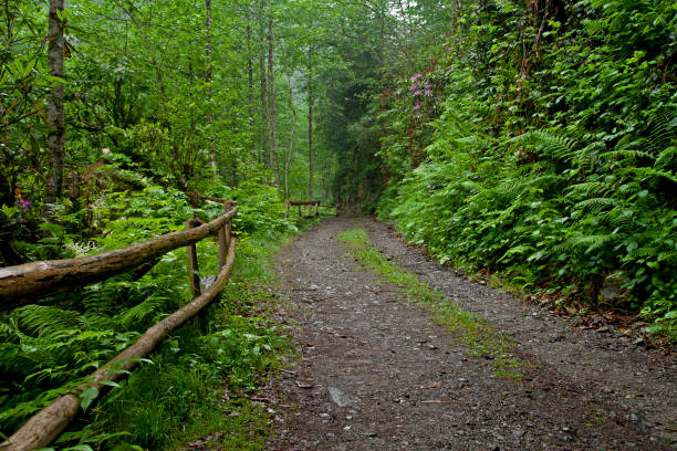 road leading into the forest - logging road imagens e fotografias de stock