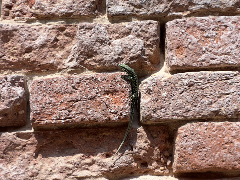 Little lizard climbing a brick wall