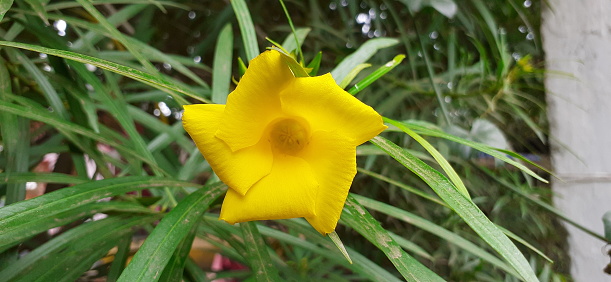 Yellow Oleander or Caskabela Thevetia is a ornamental flowering plant. It is a poisonous flowering plant. It is also known Lucky Nut, Native place of this flowering plant is Mexico and Central America.