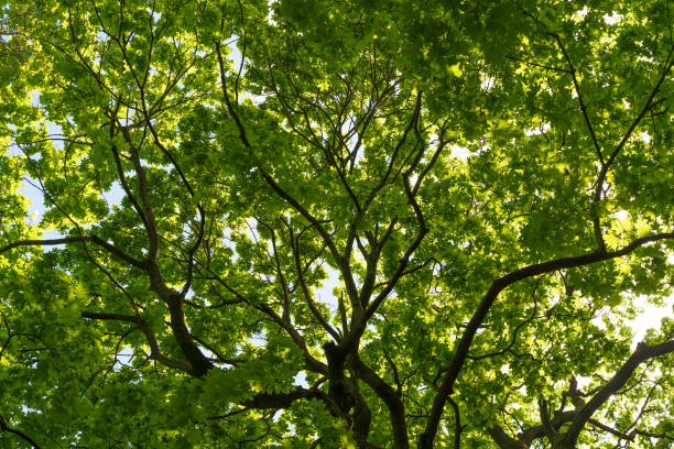 istock Green tree crown background. Tree in the summer sunny forest. Nature, growth, life. 1407811146