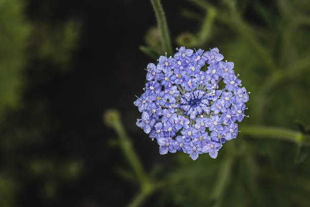 Blue flowering buckskin in summer on a meadow, wallpaper