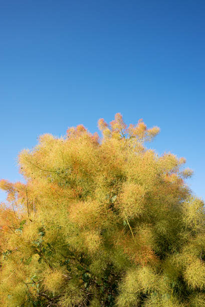 cotinus coggygria - european smoketree - fotografias e filmes do acervo